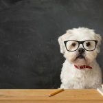 What to Look for in the Best Pet Insurance Policy