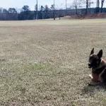 K9 struck by car still helps catch bank robbery suspect in Georgia