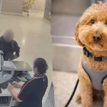 Woman arrested after allegedly abandoning dog at Las Vegas airport