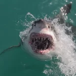 Shark attack deaths double 10-year average in 2025