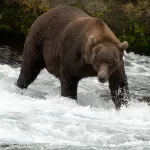2 Army soldiers injured in brown bear attack during Alaska training