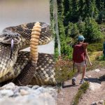 Hiker airlifted after rattlesnake bite on Simi Valley’s Long Canyon Trail