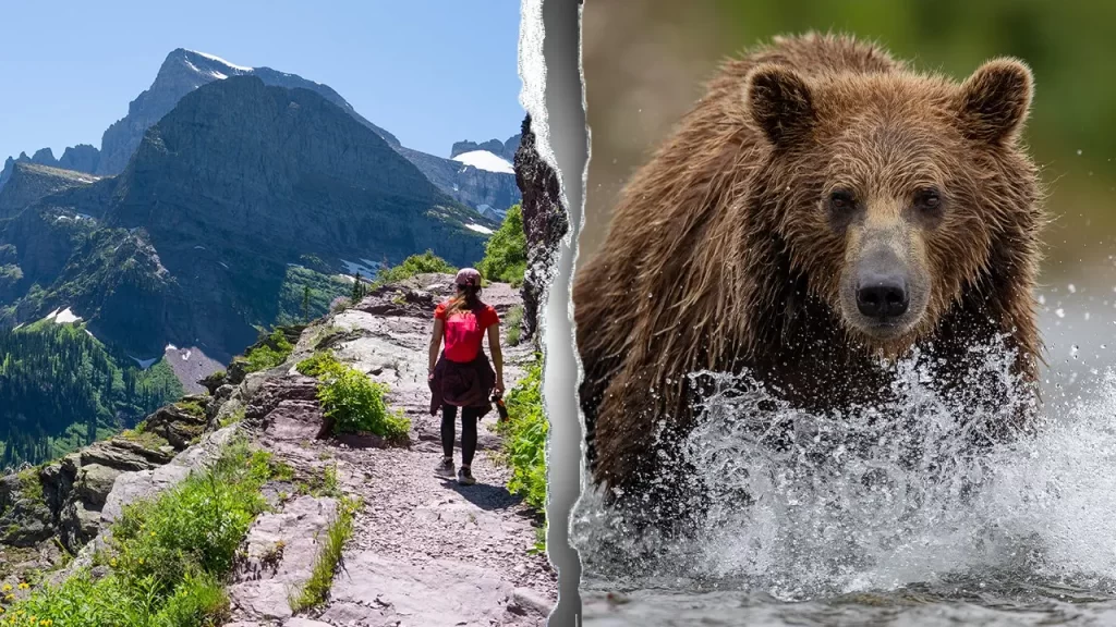 Glacier National Park hiker’s body found in suspected fatal bear attack