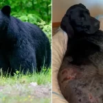 Alaska woman shoots black bear with pistol to save dog on remote trail