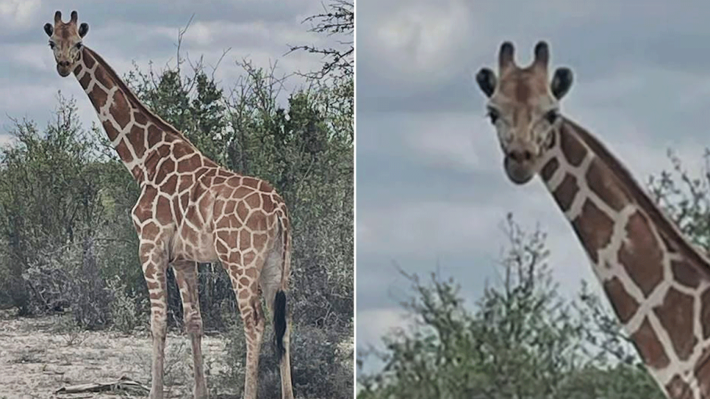 Fugitive giraffe found by helicopter after 2 weeks on the run in Texas