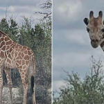 Fugitive giraffe found by helicopter after 2 weeks on the run in Texas