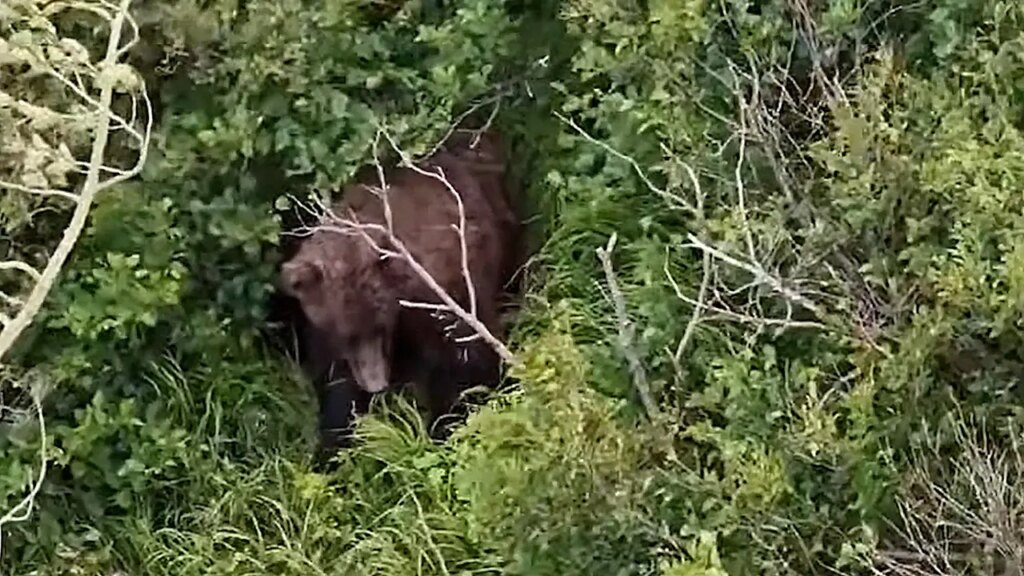 Woman injured in brown bear attack while hiking near Chugach State Park, Alaska