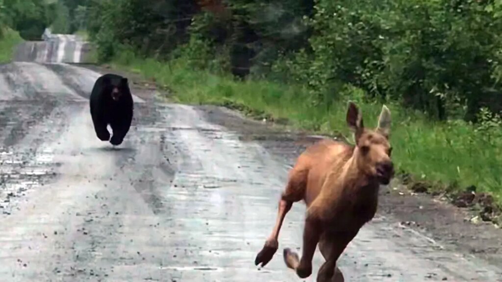 Maine couple drives truck to rescue moose calf from charging bear